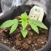 First Time GROW (Completely Beginner)
