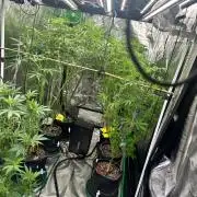 Multi strain