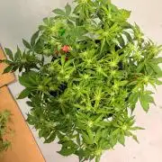 Fast Buds Frostbanger Auto | Mars Hydro