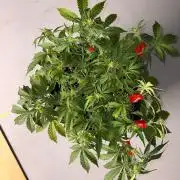 Fast Buds Blue Dream Auto | Mars Hydro