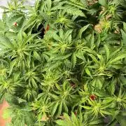 Fast Buds Frostbanger Auto | Mars Hydro