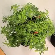 Fast Buds Gelato Auto | Mars Hydro