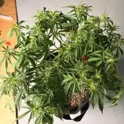 Fast Buds Gelato Auto | Mars Hydro