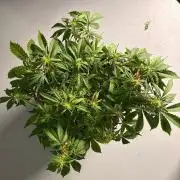 Fast Buds Blue Dream Auto | Mars Hydro