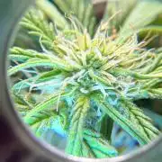 Fast Buds Guava Auto RF3 | Mars Hydro