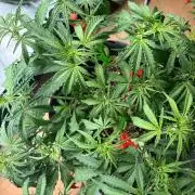 Fast Buds Gelato Auto | Mars Hydro