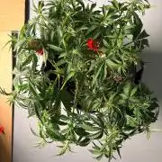 Fast Buds Gelato Auto | Mars Hydro