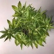 Fast Buds Guava Auto RF3 | Mars Hydro