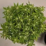 Fast Buds Frostbanger Auto | Mars Hydro