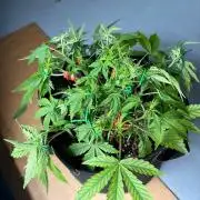 Fast Buds Blue Dream Auto | Mars Hydro