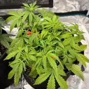 Fast Buds Blue Dream Auto | Mars Hydro