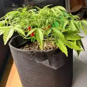 Fast Buds Blue Dream Auto | Mars Hydro