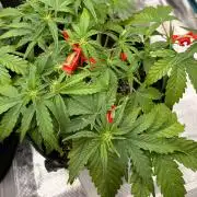 Fast Buds Guava Auto RF3 | Mars Hydro