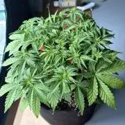 Fast Buds Frostbanger Auto | Mars Hydro