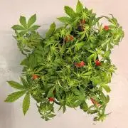 Fast Buds Blue Dream Auto | Mars Hydro