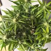 Fast Buds Guava Auto RF3 | Mars Hydro