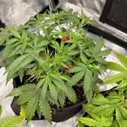 Fast Buds Gelato Auto | Mars Hydro