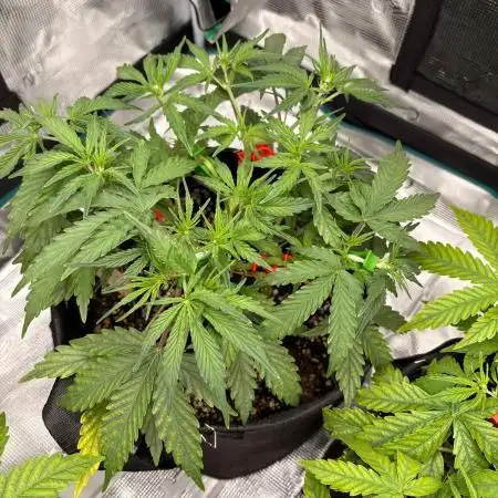 Fast Buds Gelato Auto | Mars Hydro