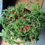 Fast Buds Frostbanger Auto | Mars Hydro