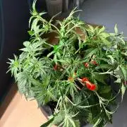 Fast Buds Gelato Auto | Mars Hydro