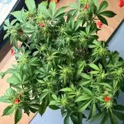 Fast Buds Blue Dream Auto | Mars Hydro