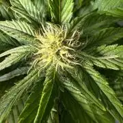 Fast Buds Guava Auto RF3 | Mars Hydro