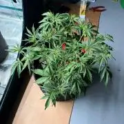 Fast Buds Gelato Auto | Mars Hydro