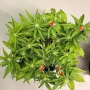 Fast Buds Guava Auto RF3 | Mars Hydro
