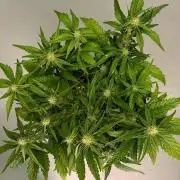 Fast Buds Guava Auto RF3 | Mars Hydro