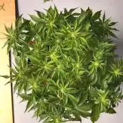 Fast Buds Frostbanger Auto | Mars Hydro