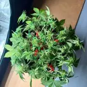 Fast Buds Frostbanger Auto | Mars Hydro