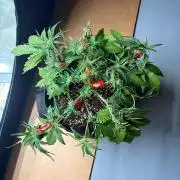 Fast Buds Guava Auto RF3 | Mars Hydro
