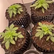 First indoor grow