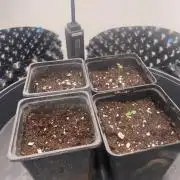 First indoor grow