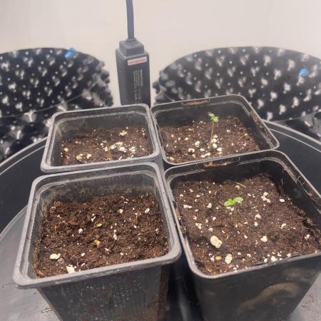 First indoor grow