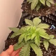 First indoor grow