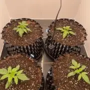 First indoor grow