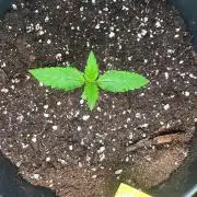 Automaticgrow