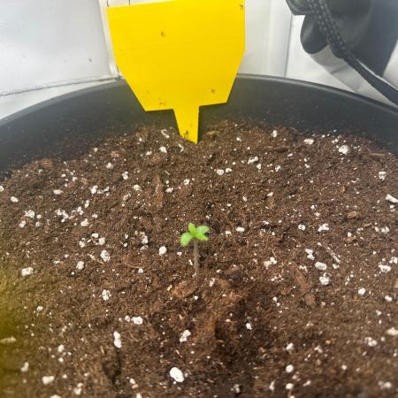 Automaticgrow