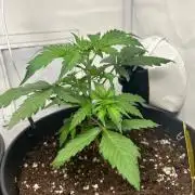 Automaticgrow