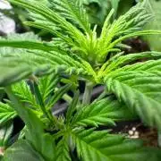 Automaticgrow