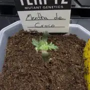 Mein aller erster Grow :-)
