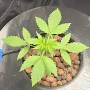 First Grow