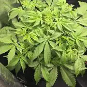 First Grow
