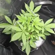 First Grow