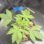 First Grow
