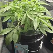 First Grow