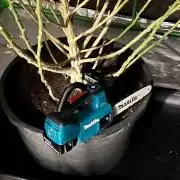 Giant Tree