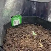 Webb first grow💯
