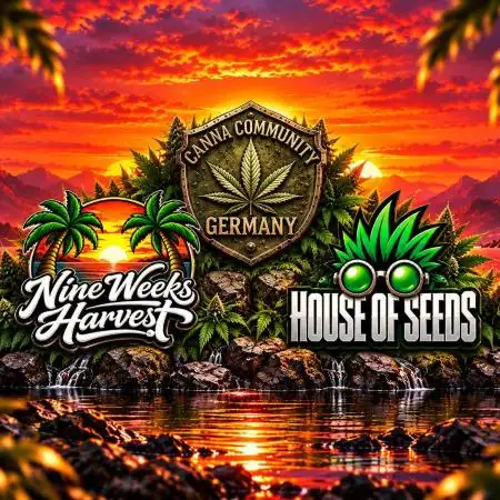CCG House of Seeds nine weeks harvest